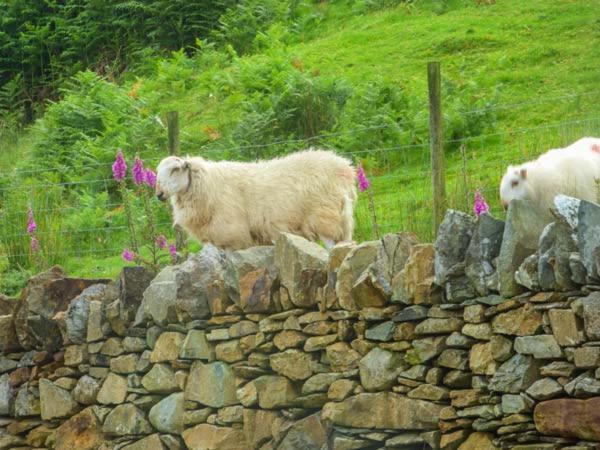 Tyn Llwyn Dolgellau Exterior foto